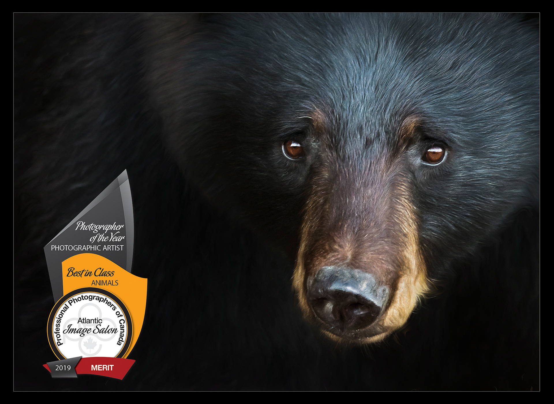 A close up photo of a black bear with a soulful expression.