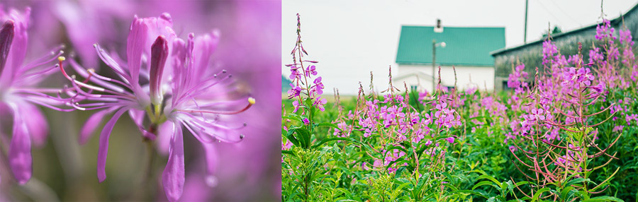 Fireweed is a pretty wildflower common to the Fundy Region of Atlantic Canada.