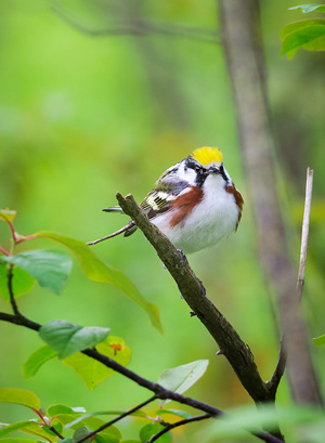 Chestnut Sided Warbler