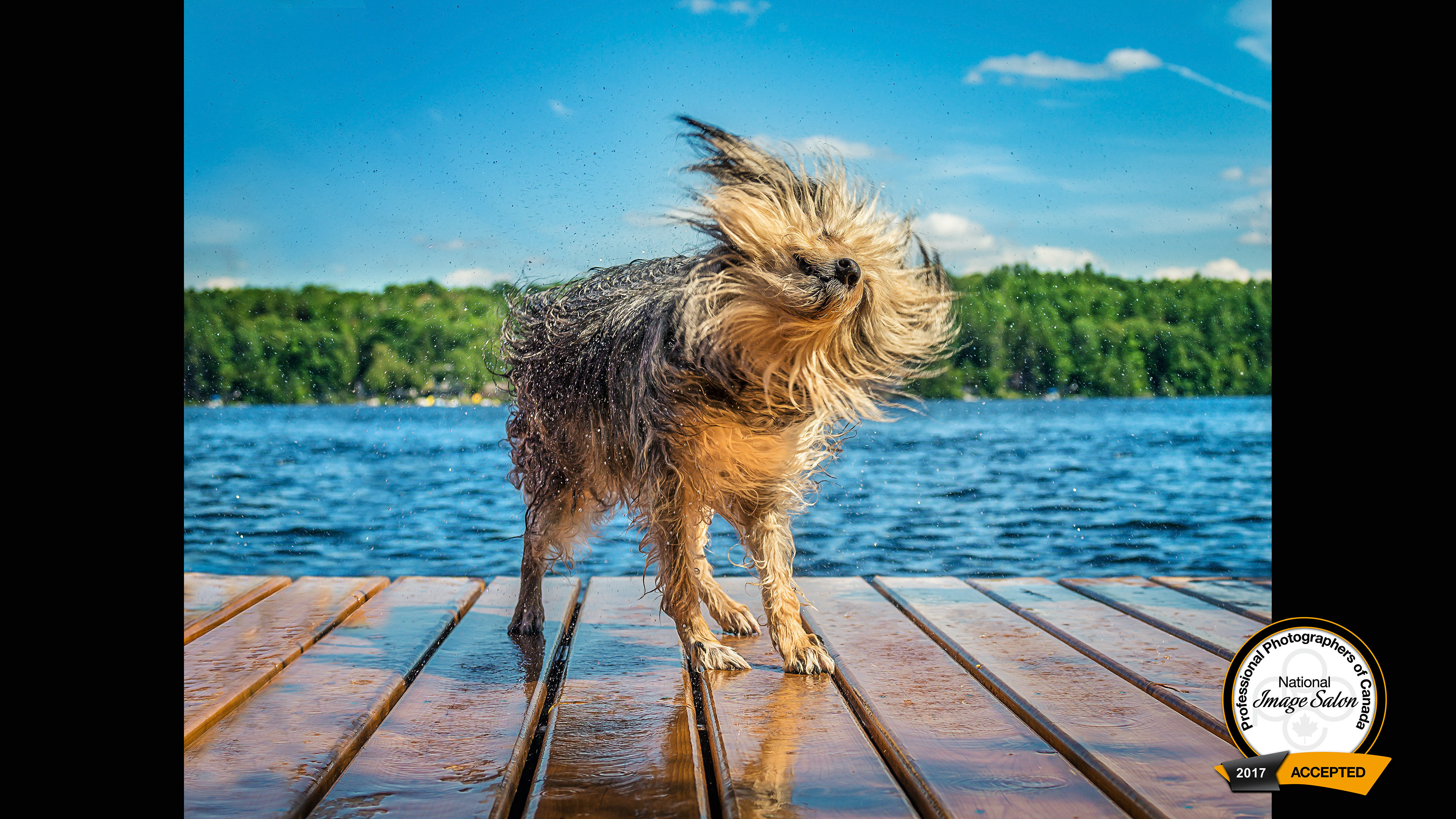 My photo "Wet Dog" scored accepted in the 2017 PPOC National Image Competition.
