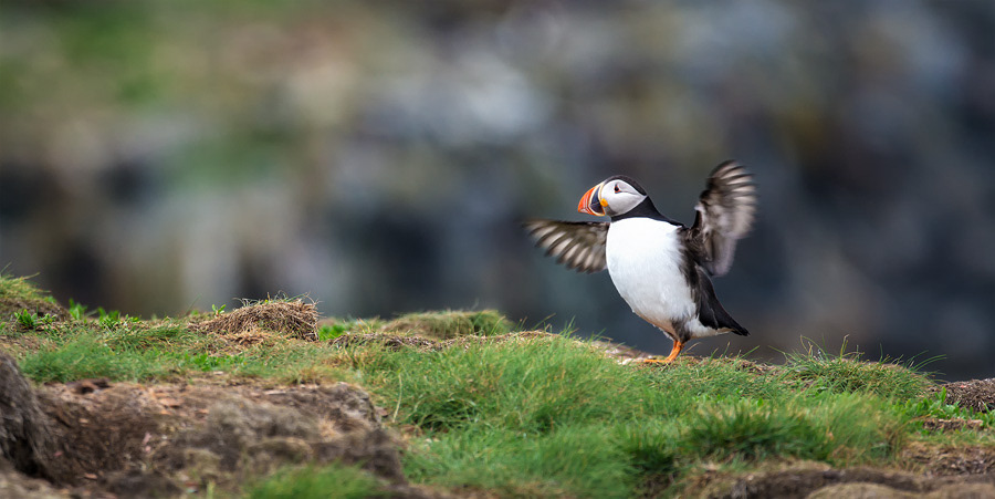 An Eastern puffin photographed in Elliston, NL