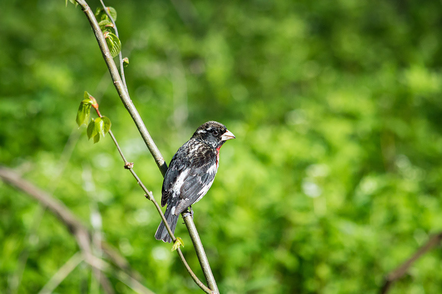 Rose Breasted Grosbeak