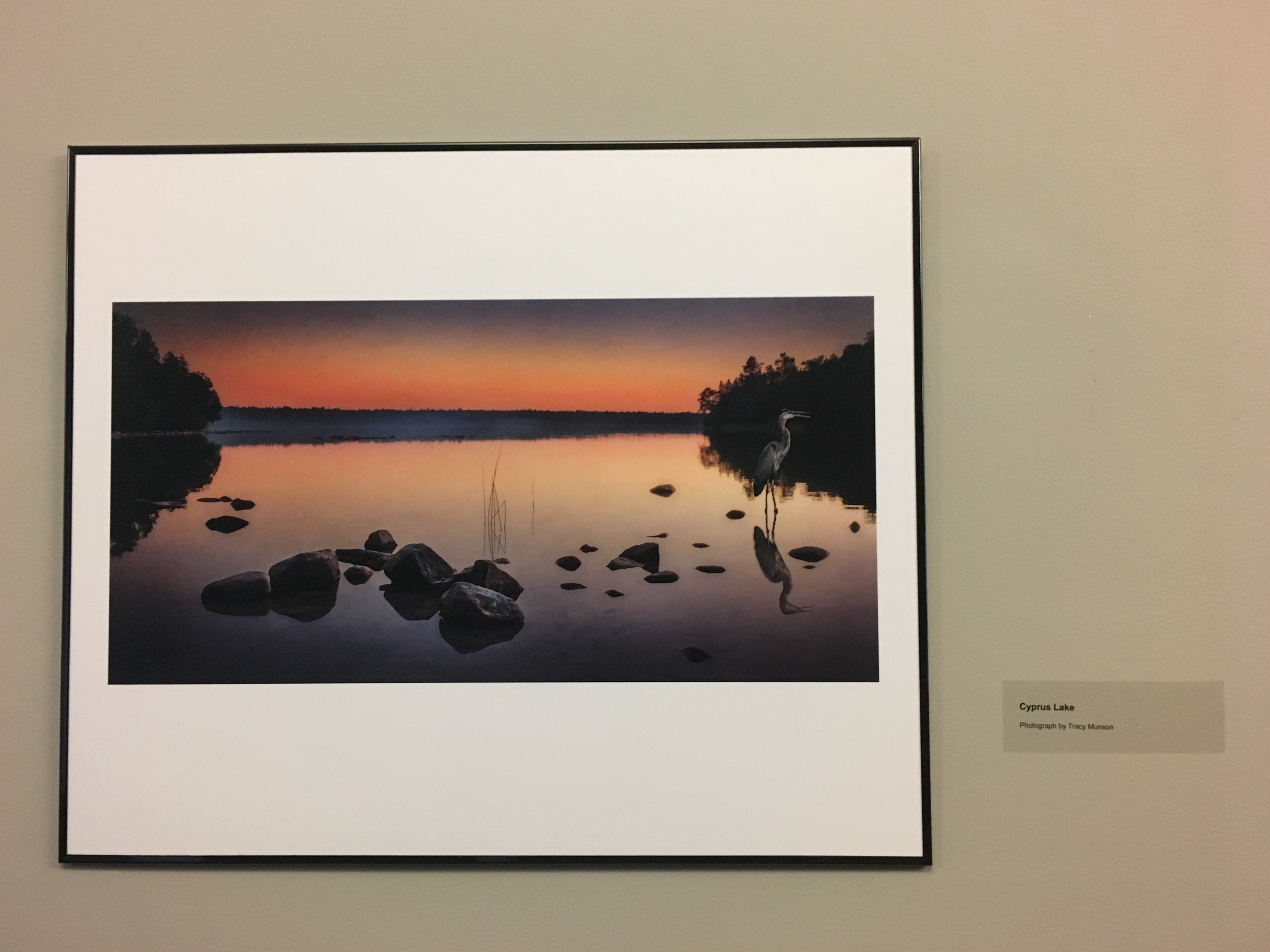 My photo of a great blue heron at sunset in Bruce Peninsula National Park, ON, in the Friends of the Greenbelt Exhibition at the McMichael Canadian Art Collection.