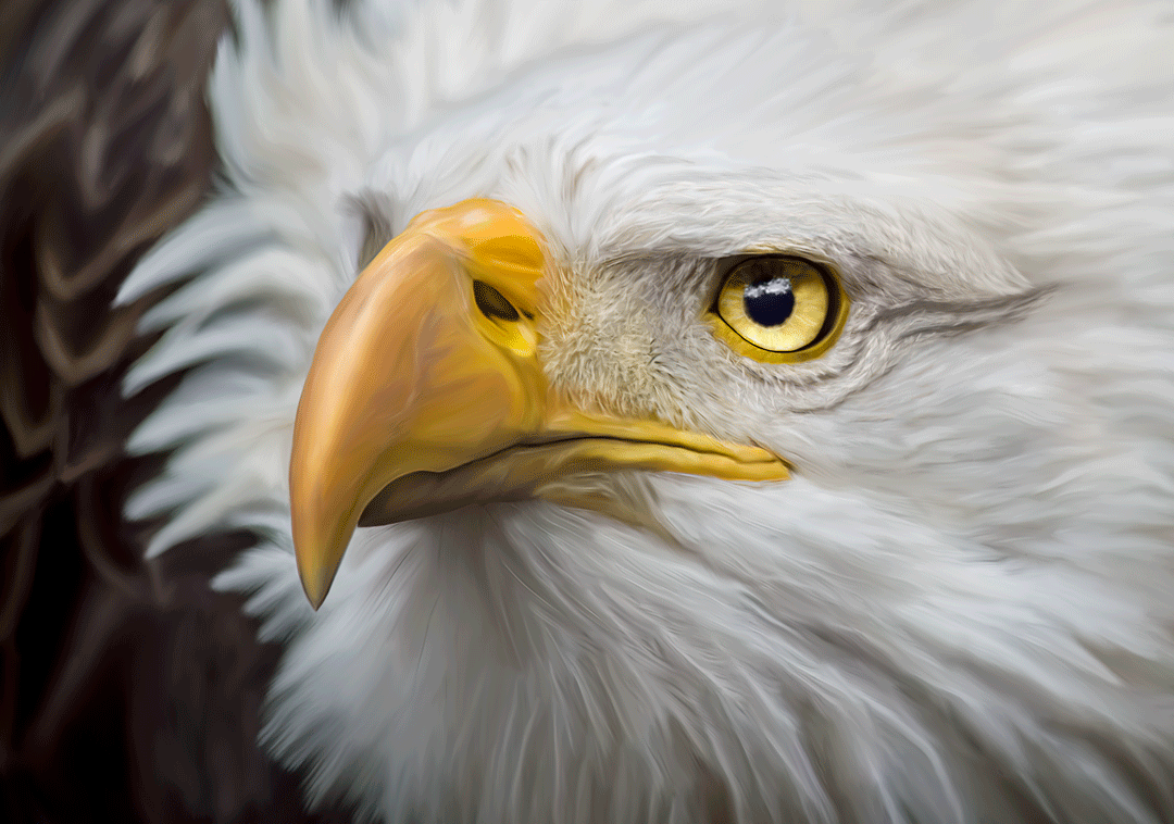 A before and after of a blurry close up of a bald eagle, and the painting I made from it.