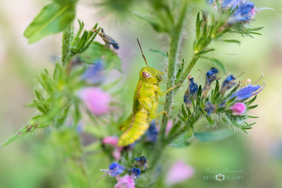 wide angle close up of a grasshopper, photographed with the Laowa 15mm lens