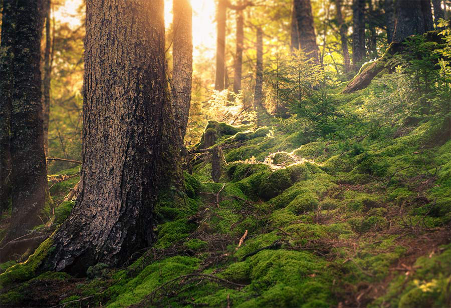 Sunlight in the forest in Fundy National Park, NB