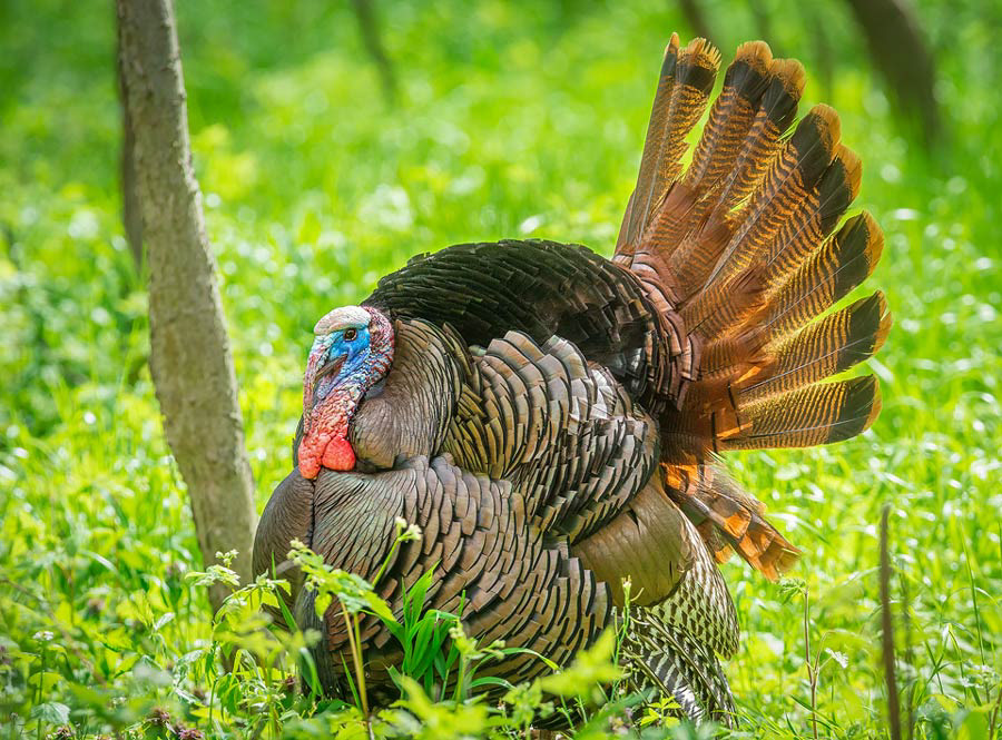 Wild Turkey
