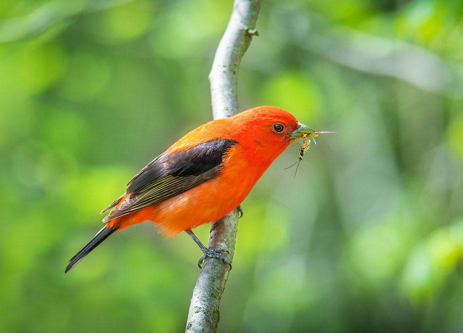 Scarlet Tanager