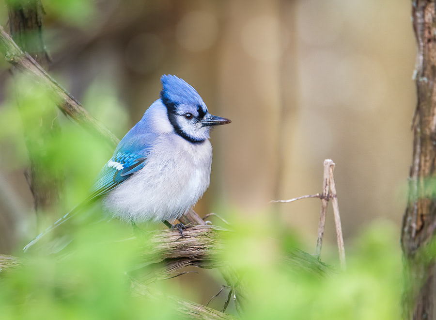 Blue Jay