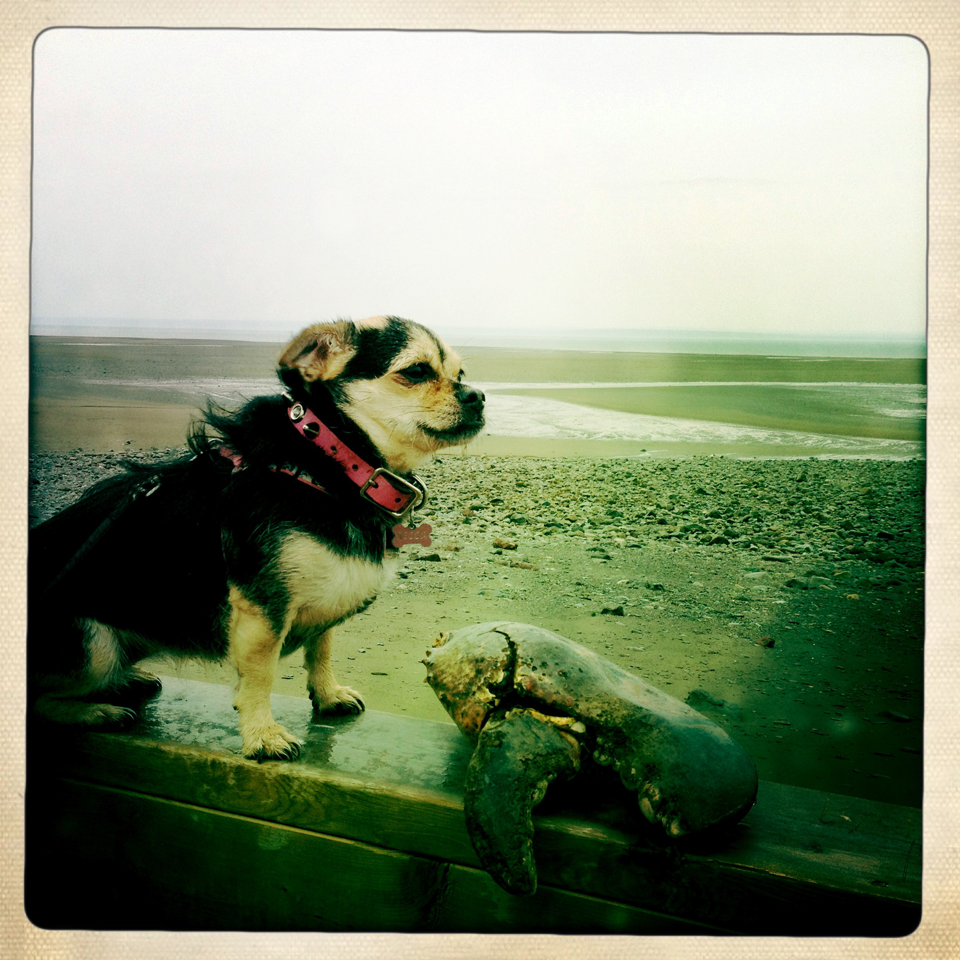 Becca with a huge lobster claw found on the beach