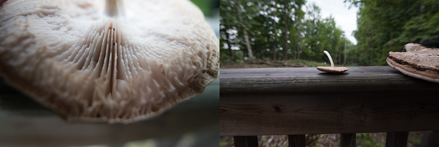 Macro and wide angle views of a mushroom photographed with the Laowa 15mm