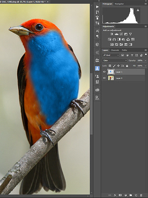 Using the colour blend mode in Photoshop to change the colour of a bird