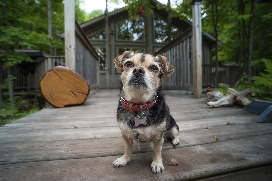 Wide Angle close up photo of our pug mix, Becca