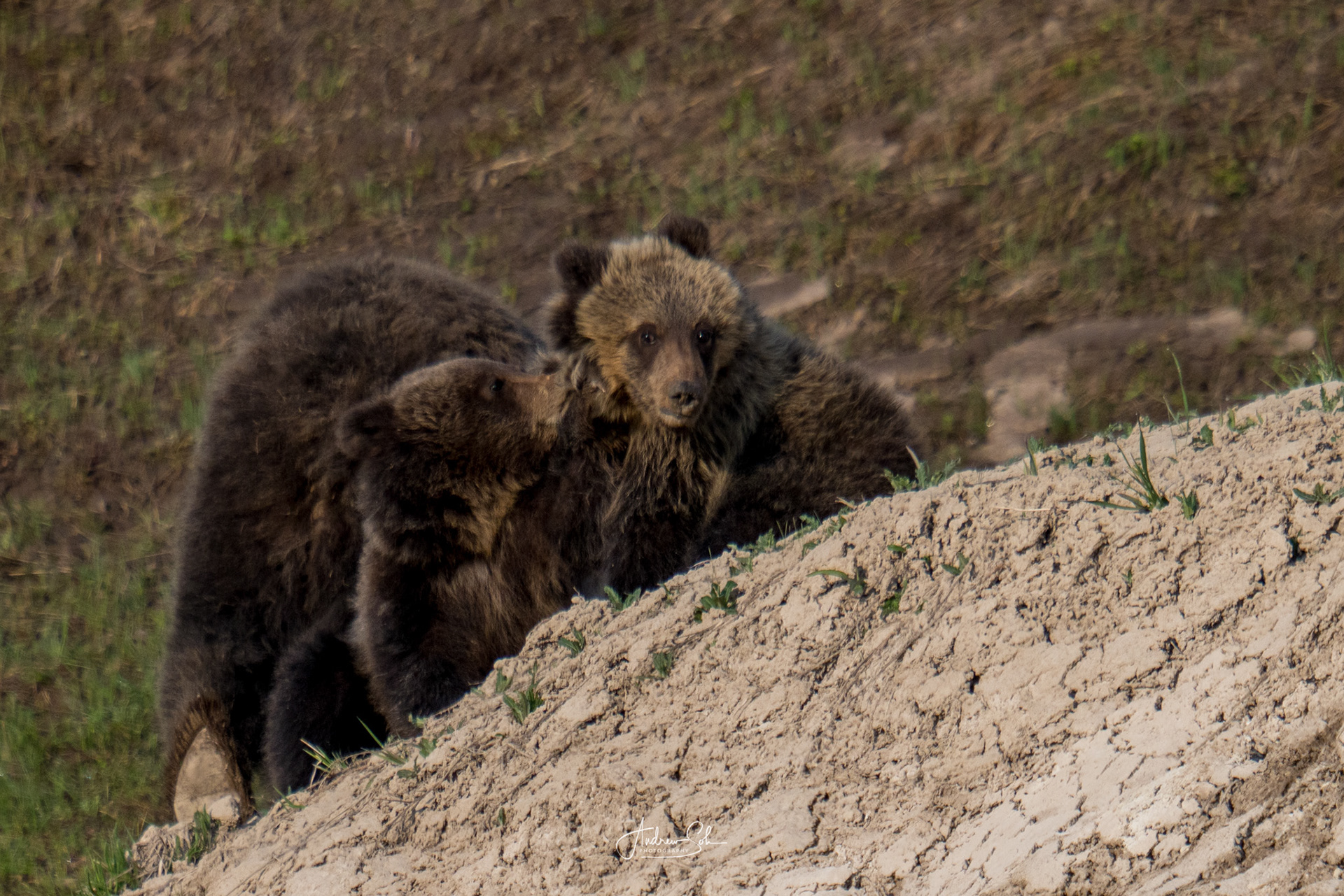 Playful cubs