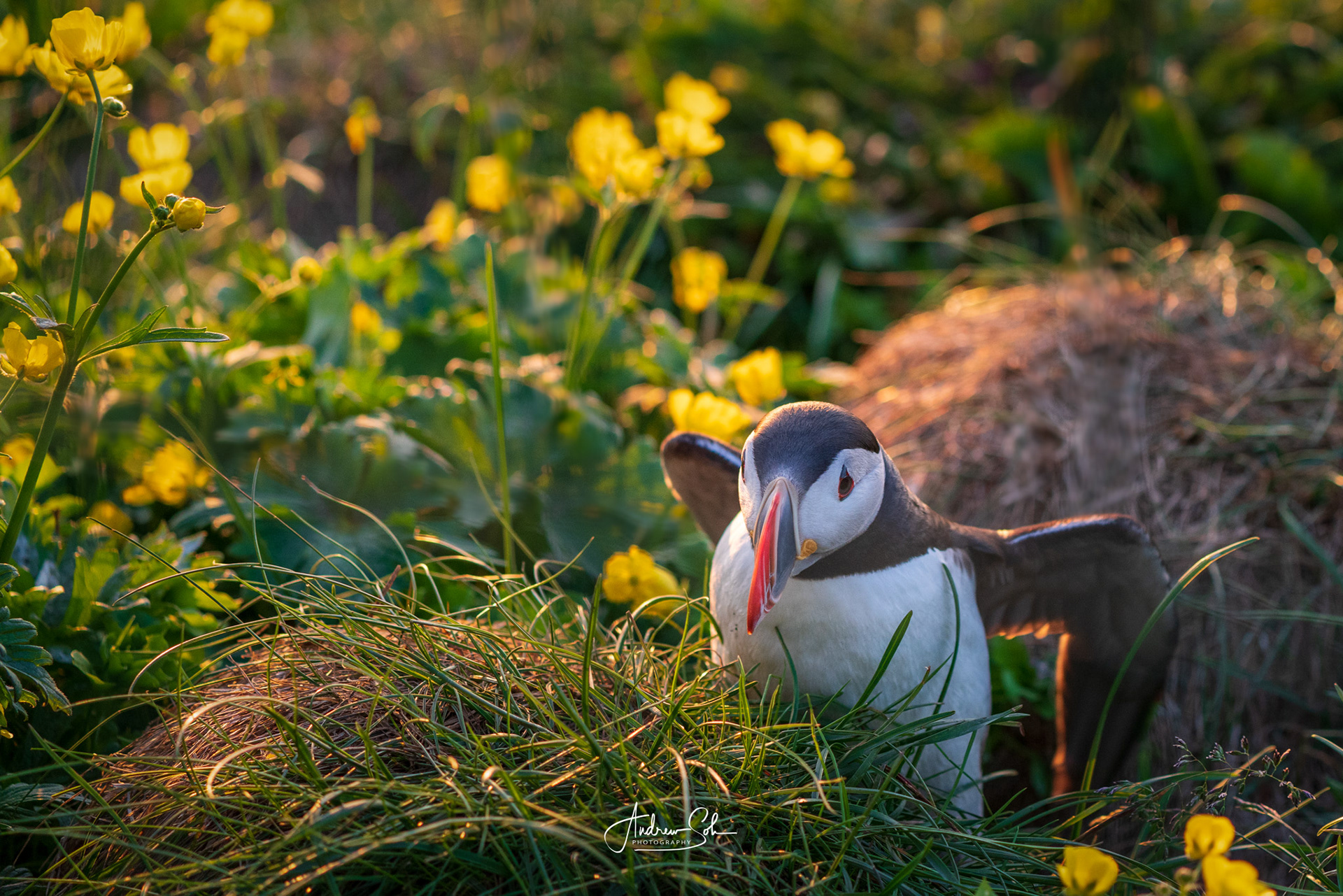 Puffin, Borgarfjarðarhöfn