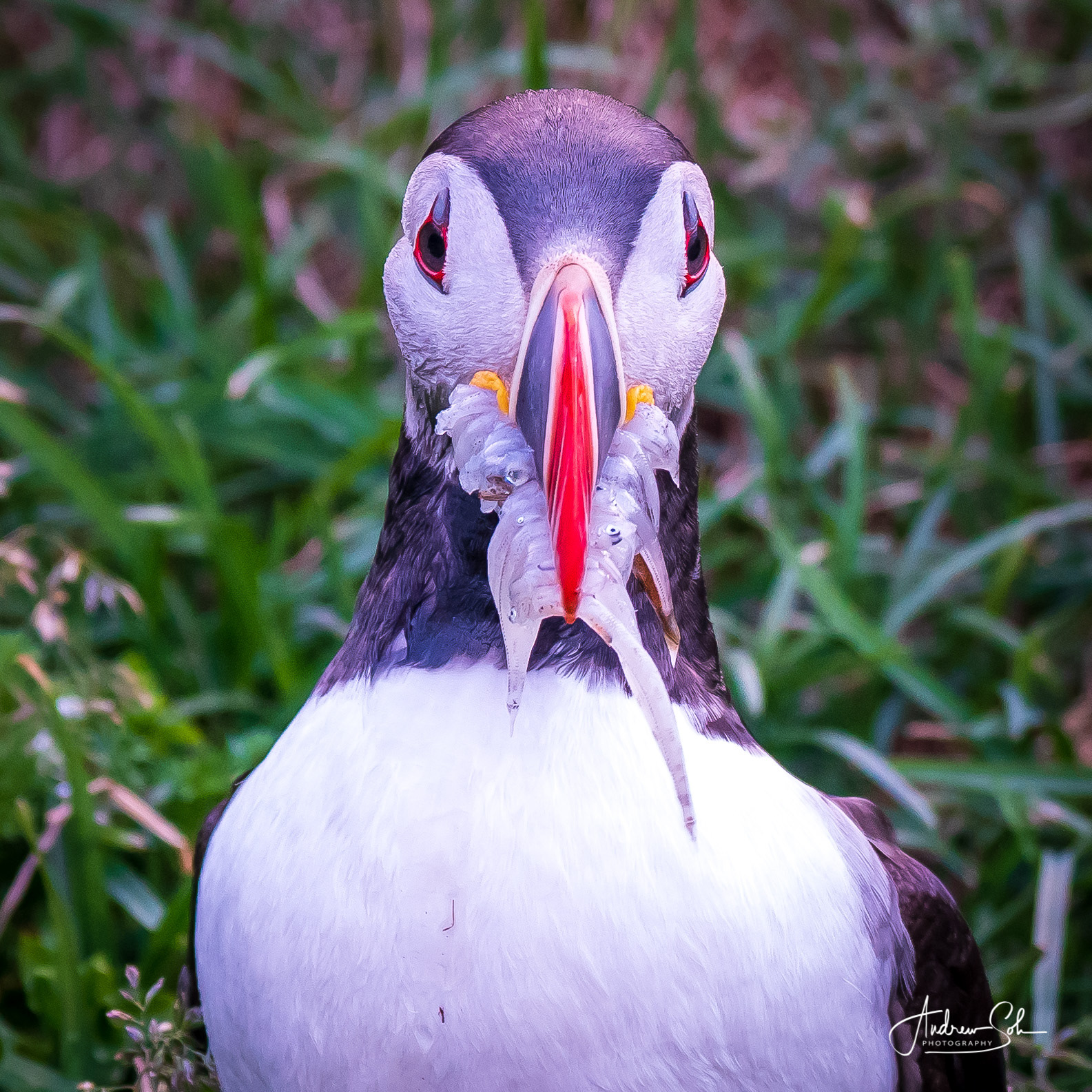 Puffin, Borgarfjarðarhöfn