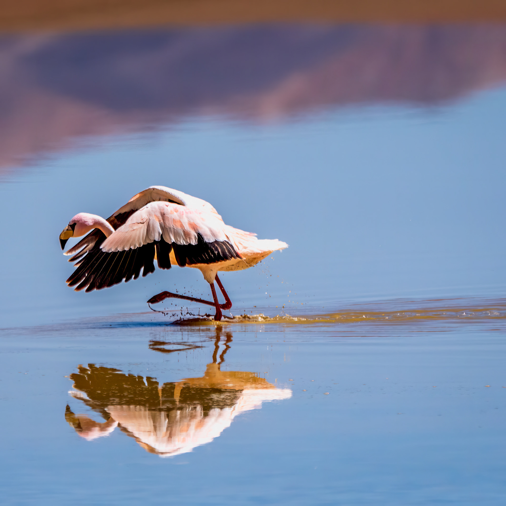Flamingos at Laguna Q'ara