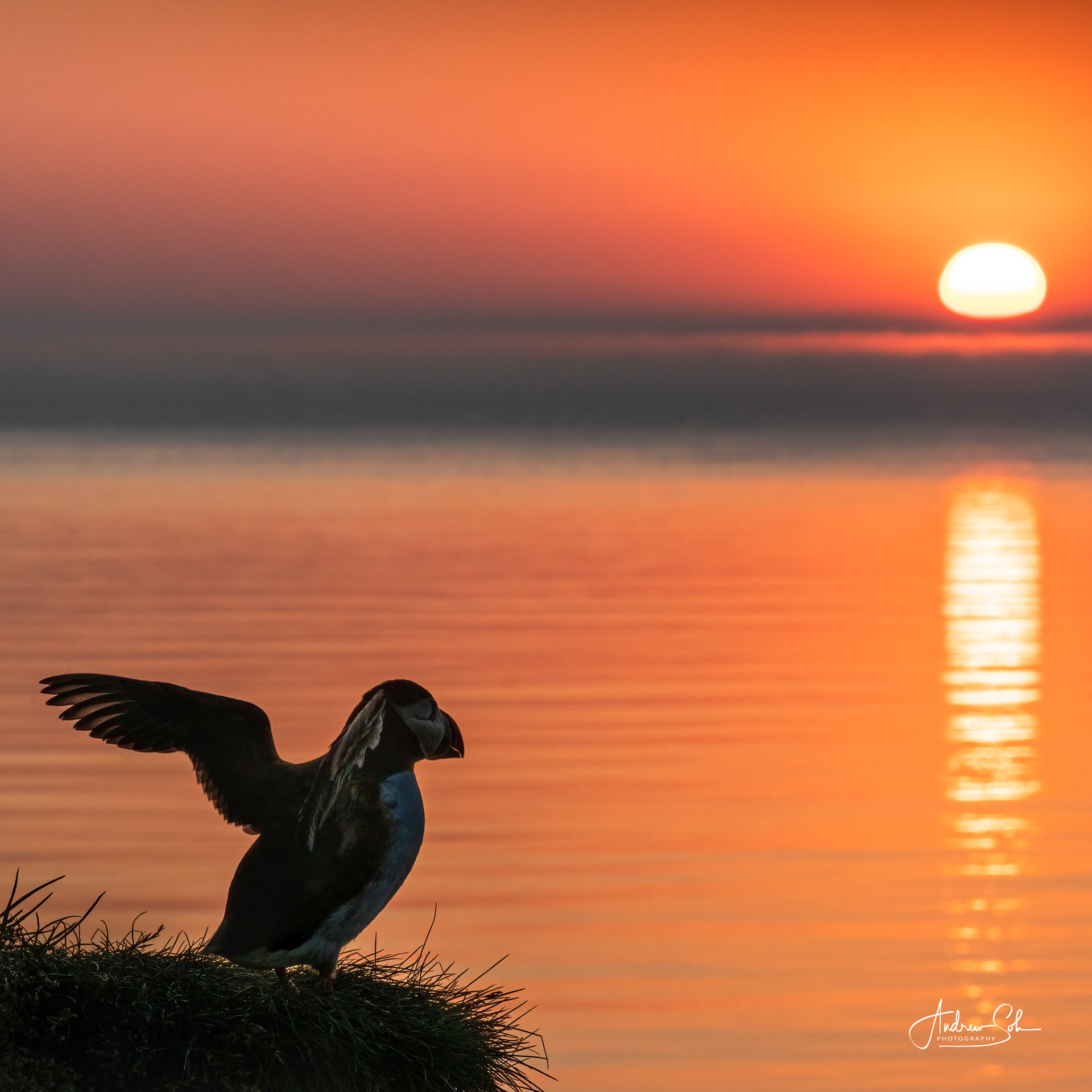 Puffin, Borgarfjarðarhöfn