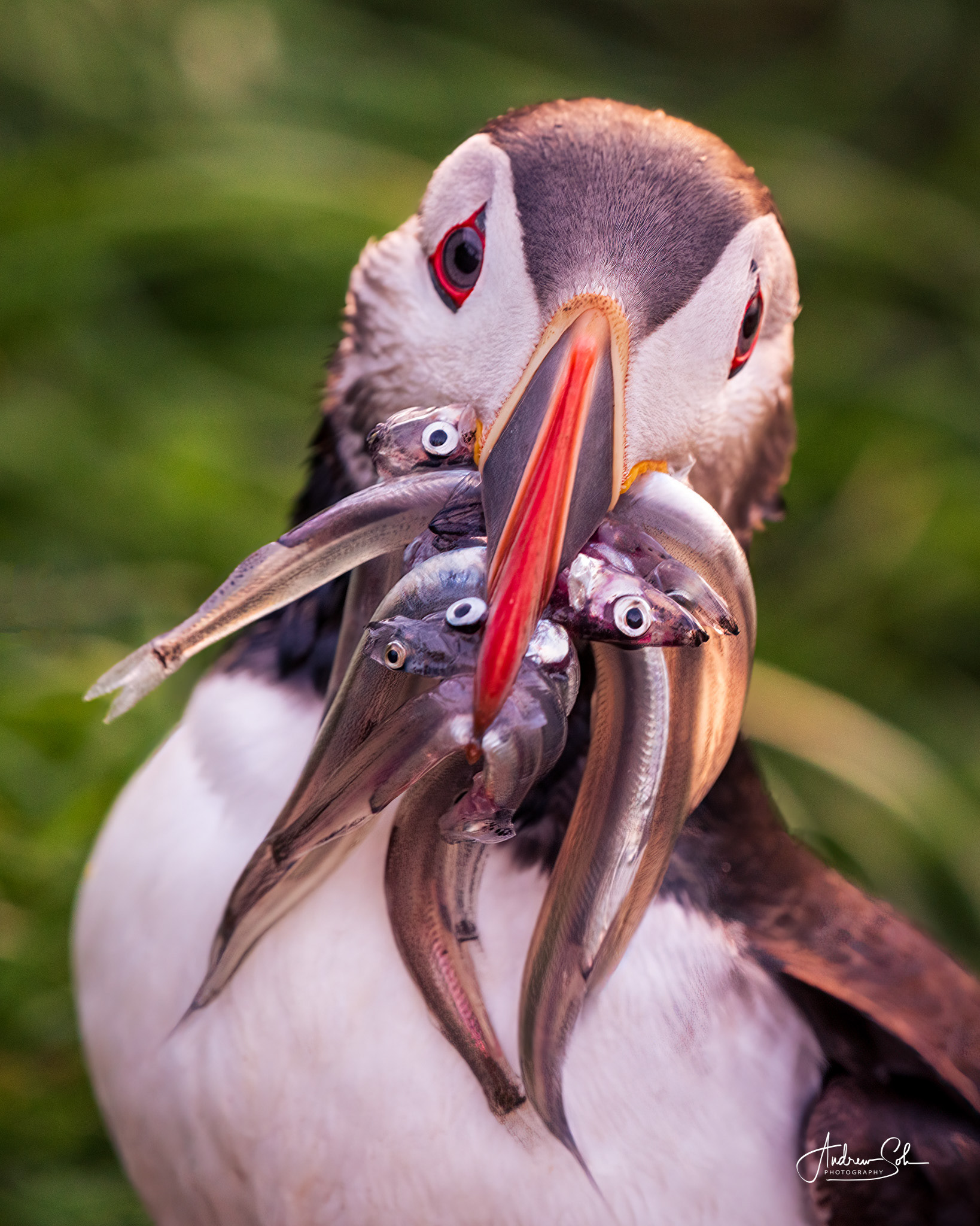 Puffin, Borgarfjarðarhöfn
