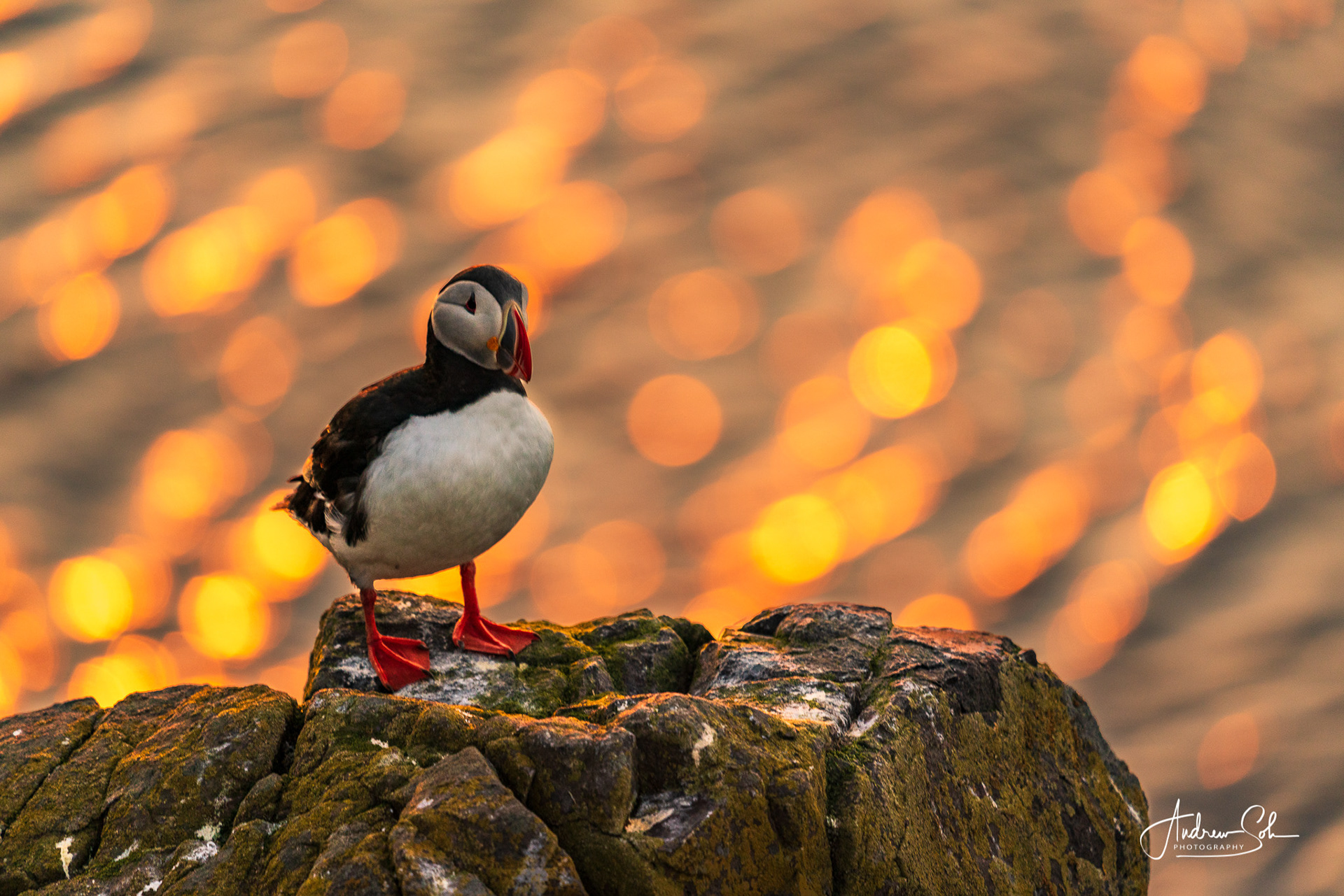 Puffin, Borgarfjarðarhöfn