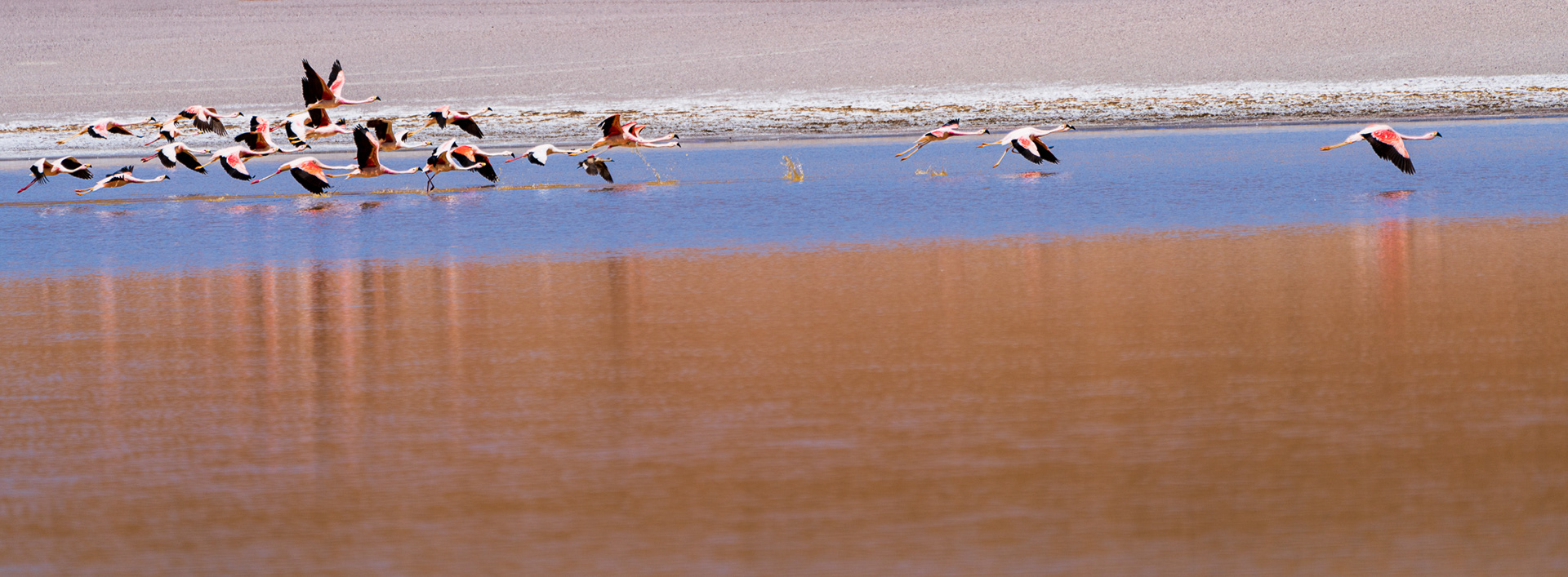 Flamingos at Laguna Q'ara