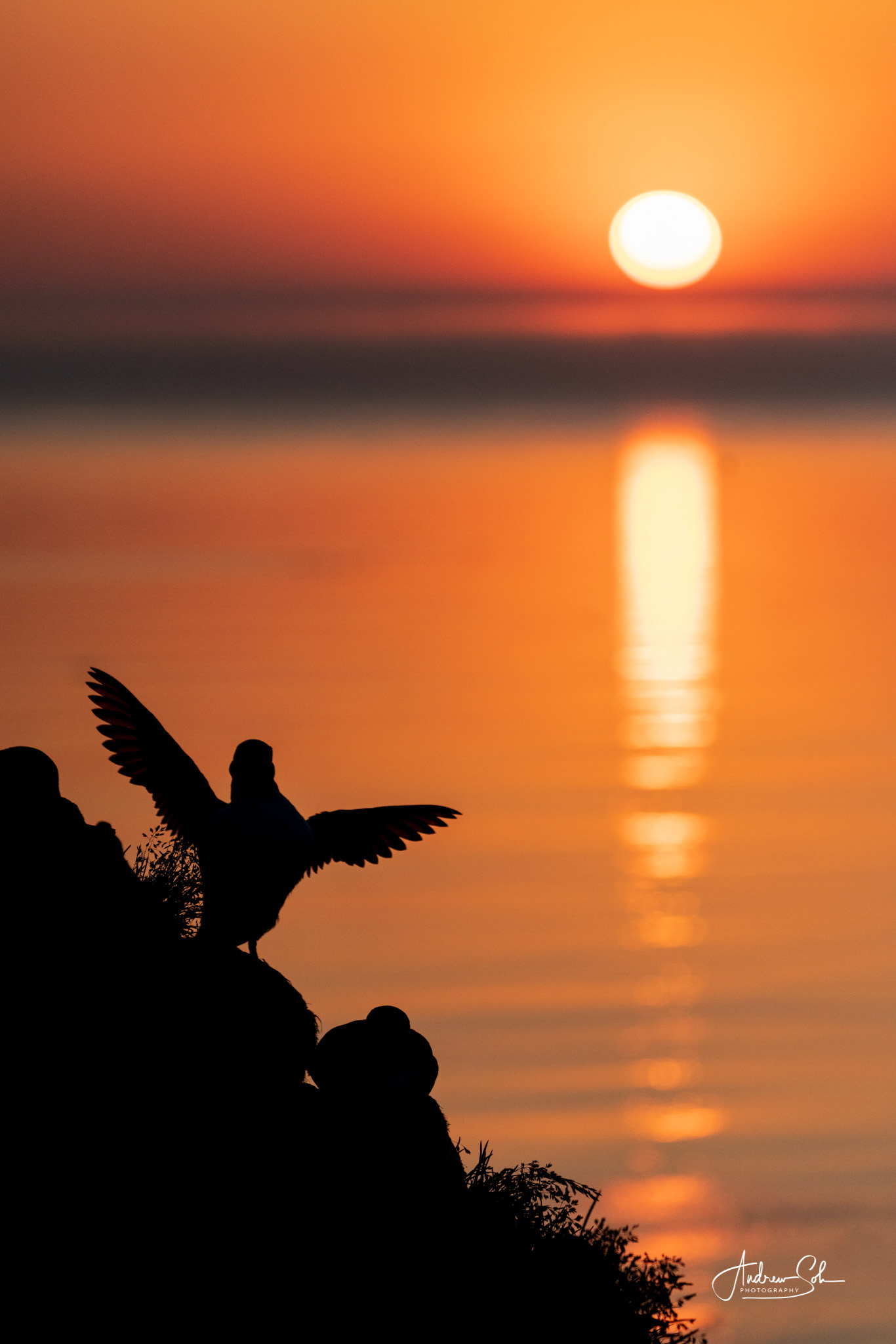 Puffin, Borgarfjarðarhöfn