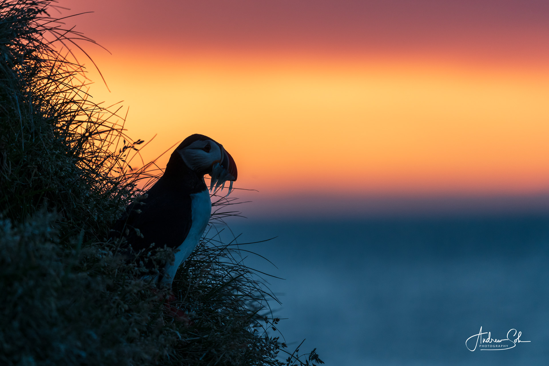 Puffin, Borgarfjarðarhöfn