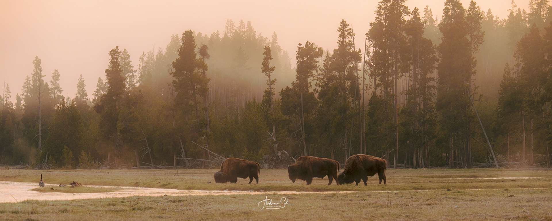 Bison at dawn