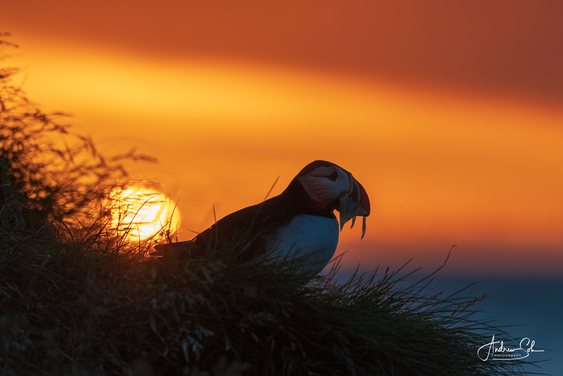 Puffin, Borgarfjarðarhöfn