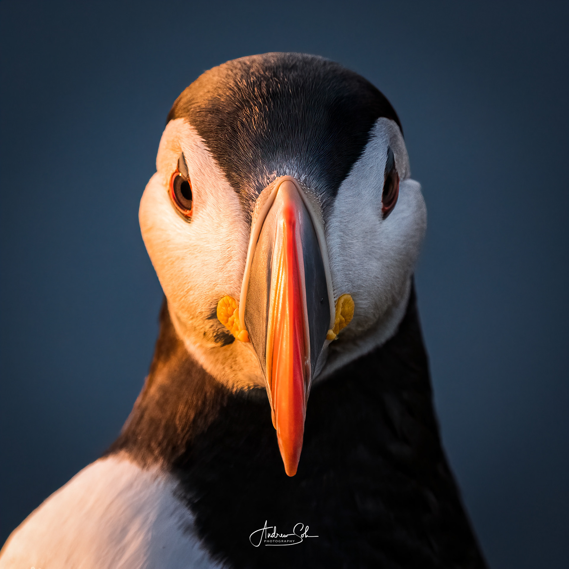 Puffin, Borgarfjarðarhöfn