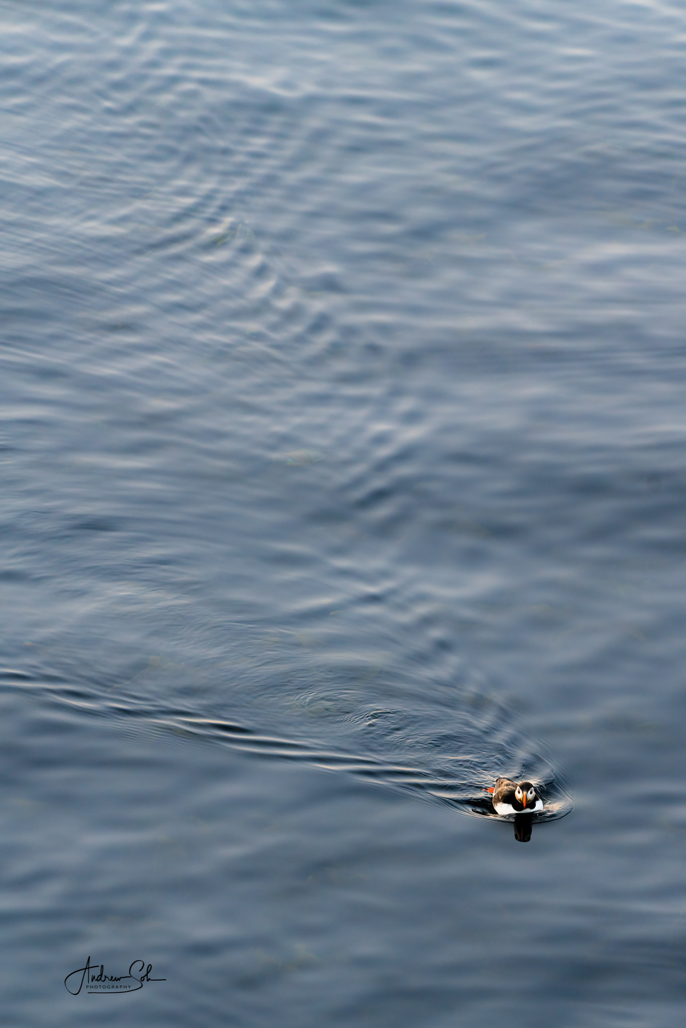 Puffin, Borgarfjarðarhöfn