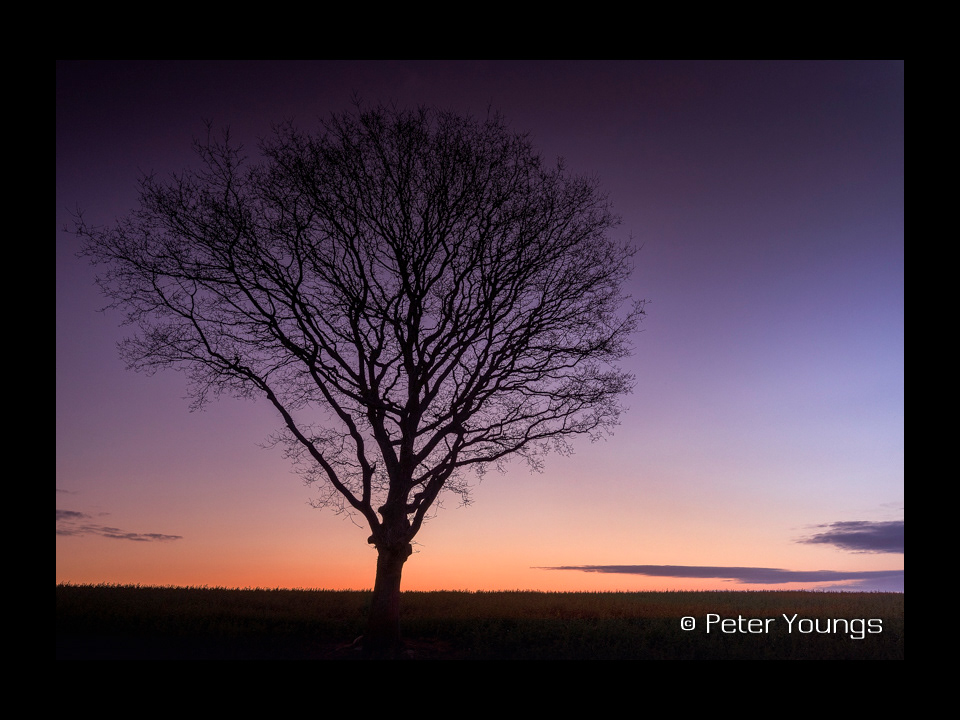 A Solitary Oak tree in Winter at Dawn against a purple and orange sky - Shropshire Hills