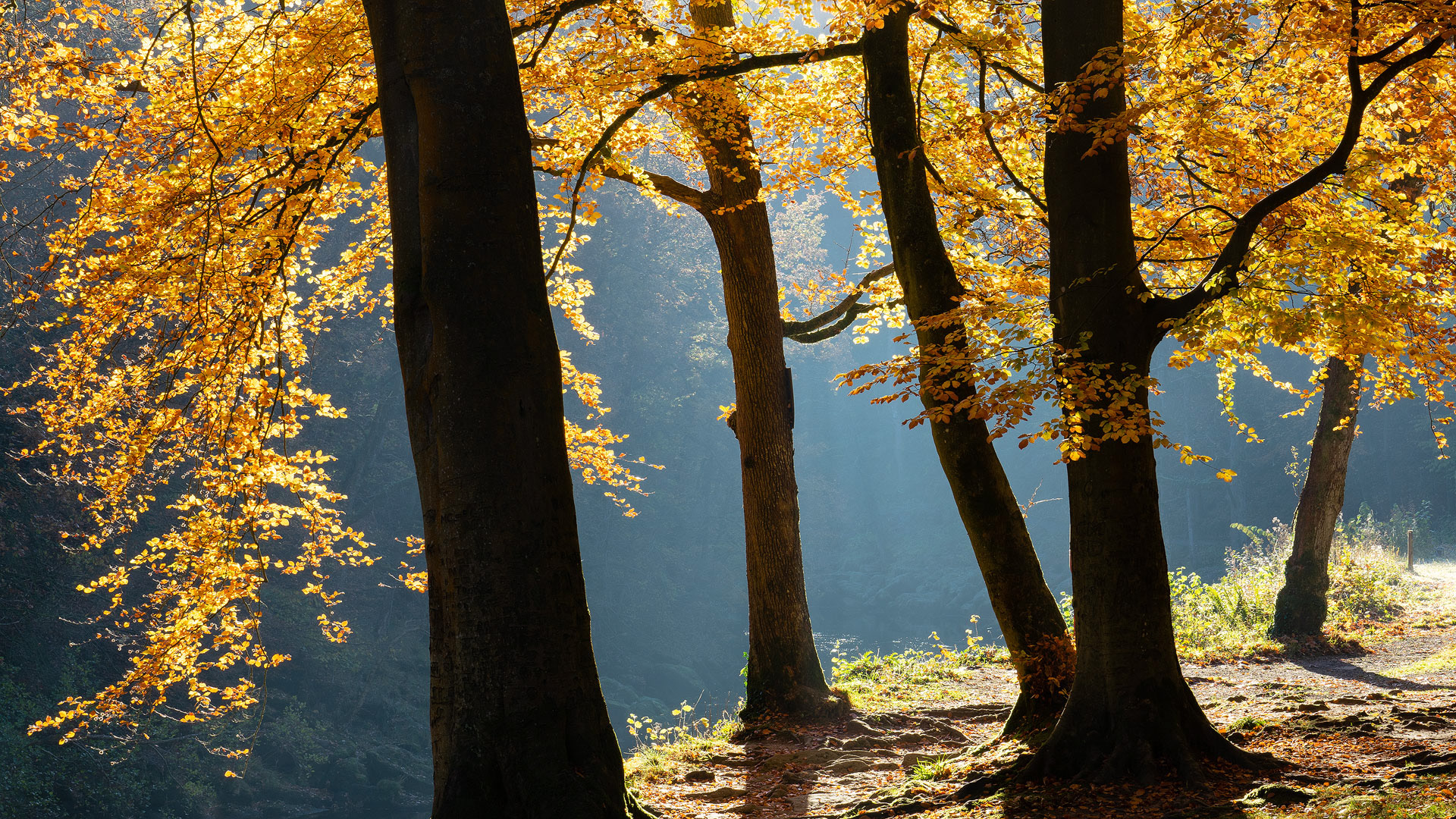 November - Strid Wood