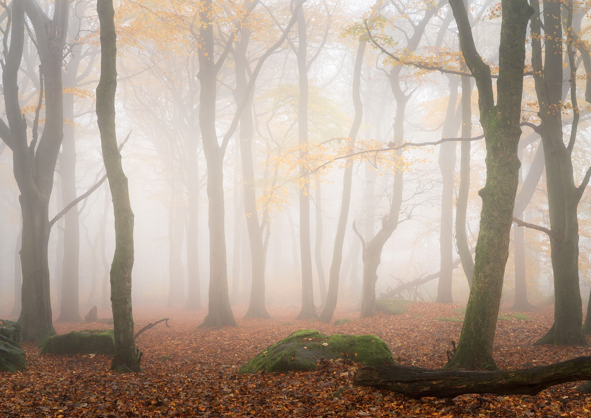 November - Chevin Forest Park