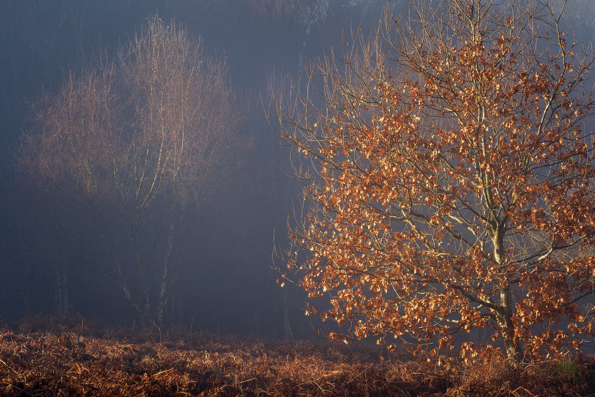 December - Chevin Forest Park