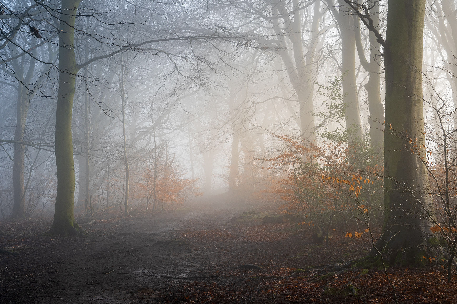 December - Chevin Forest Park