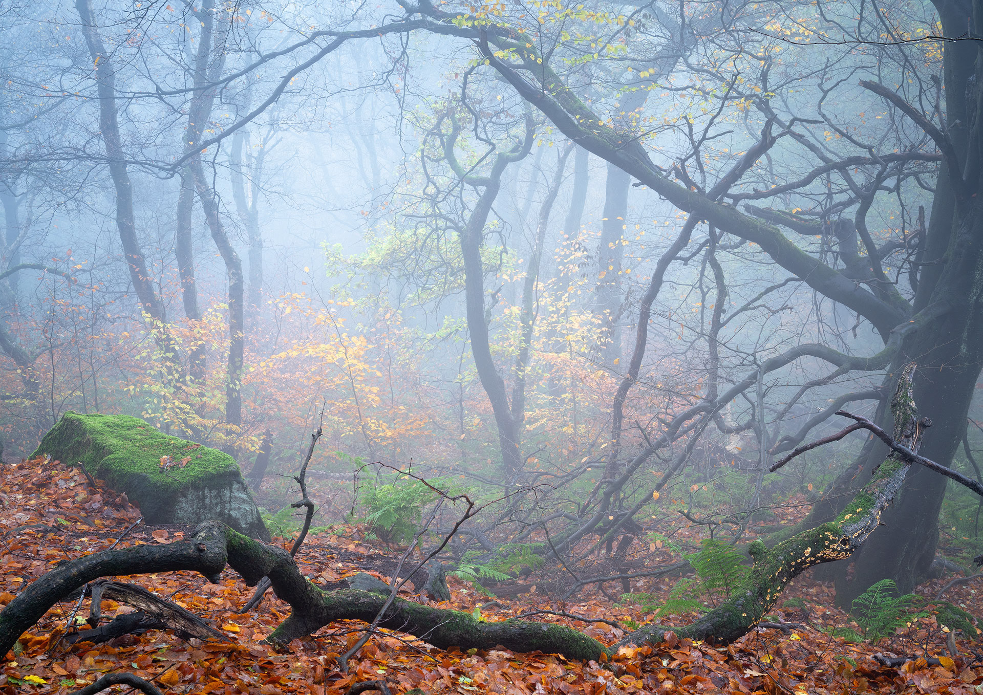 November - Chevin Forest Park