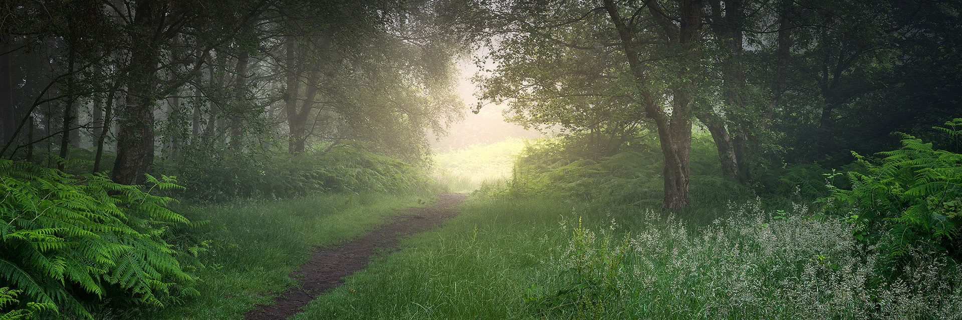 July - Chevin Forest Park