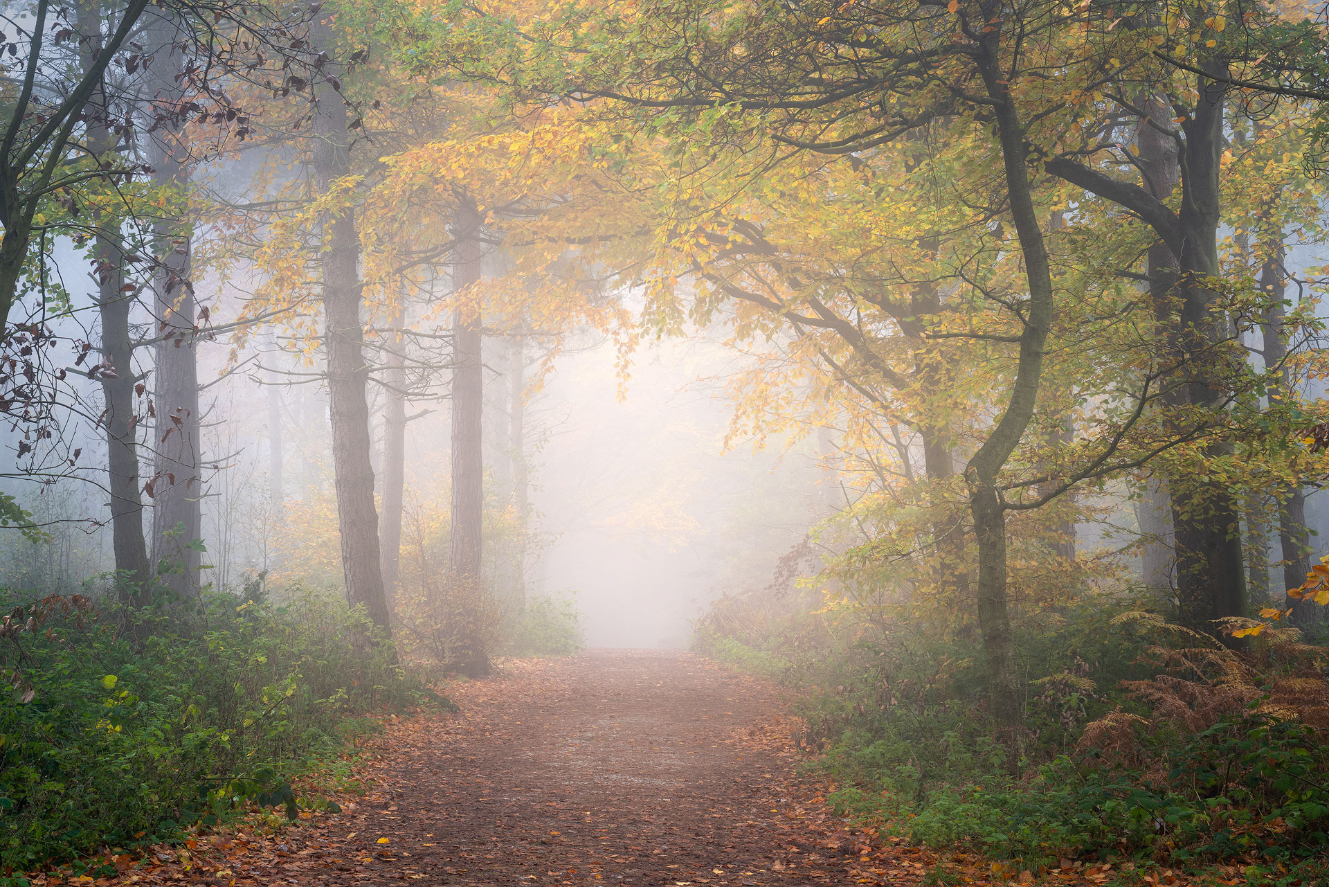 November - Chevin Forest Park