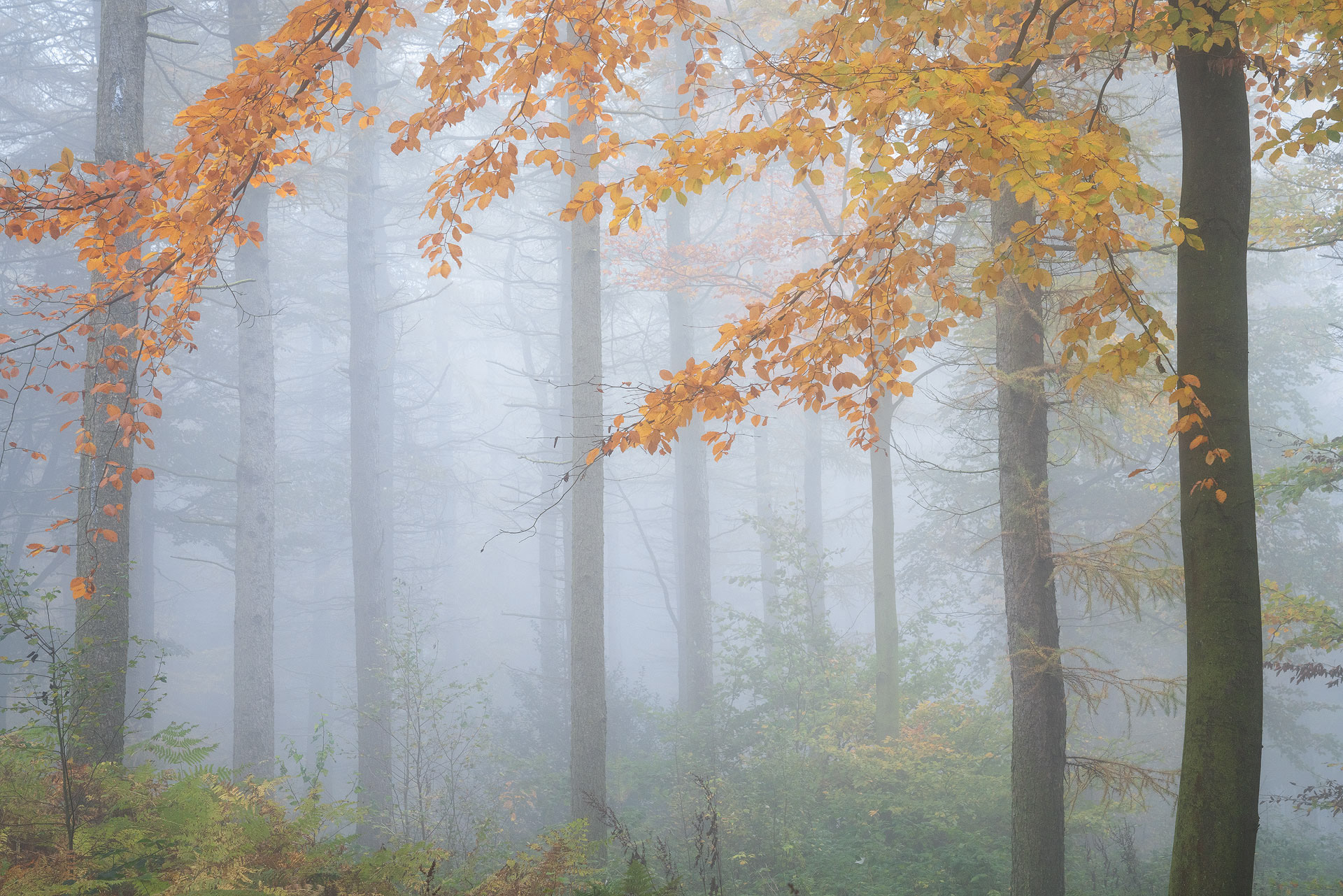 November - Chevin Forest Park
