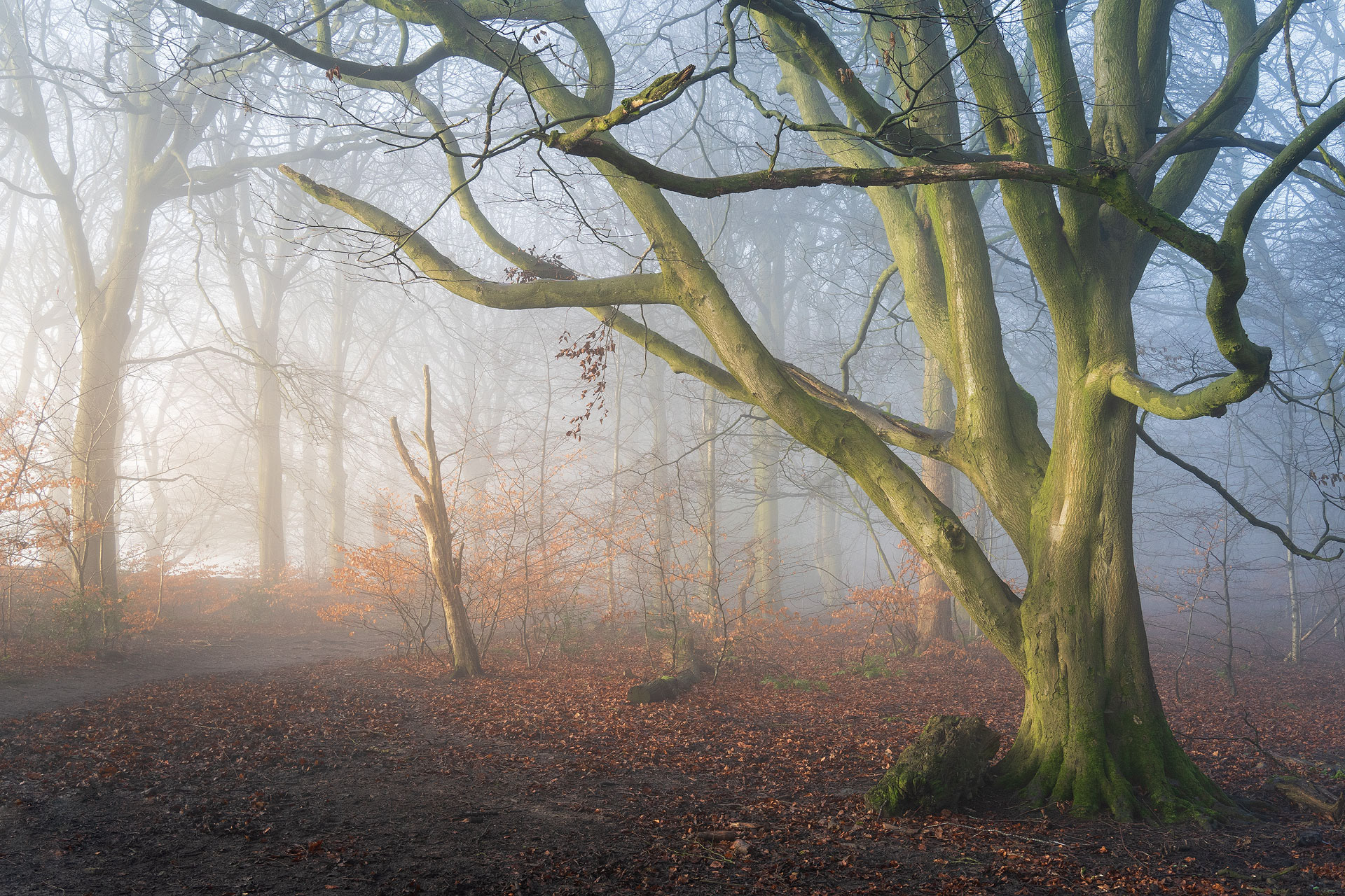 December - Chevin Forest Park