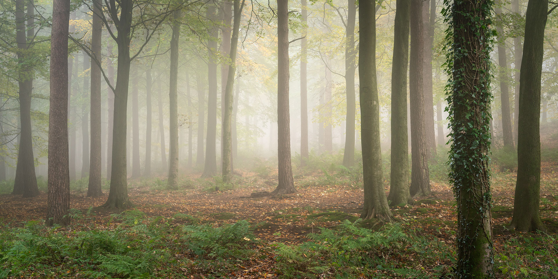 November - Chevin Forest Park