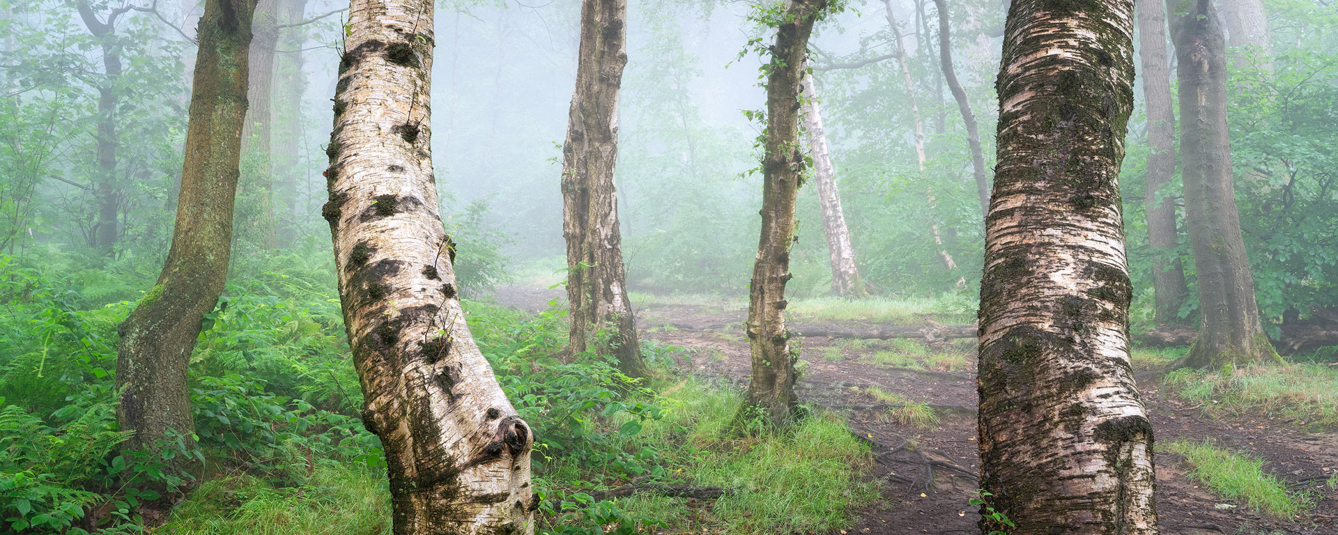 July - Chevin Forest Park