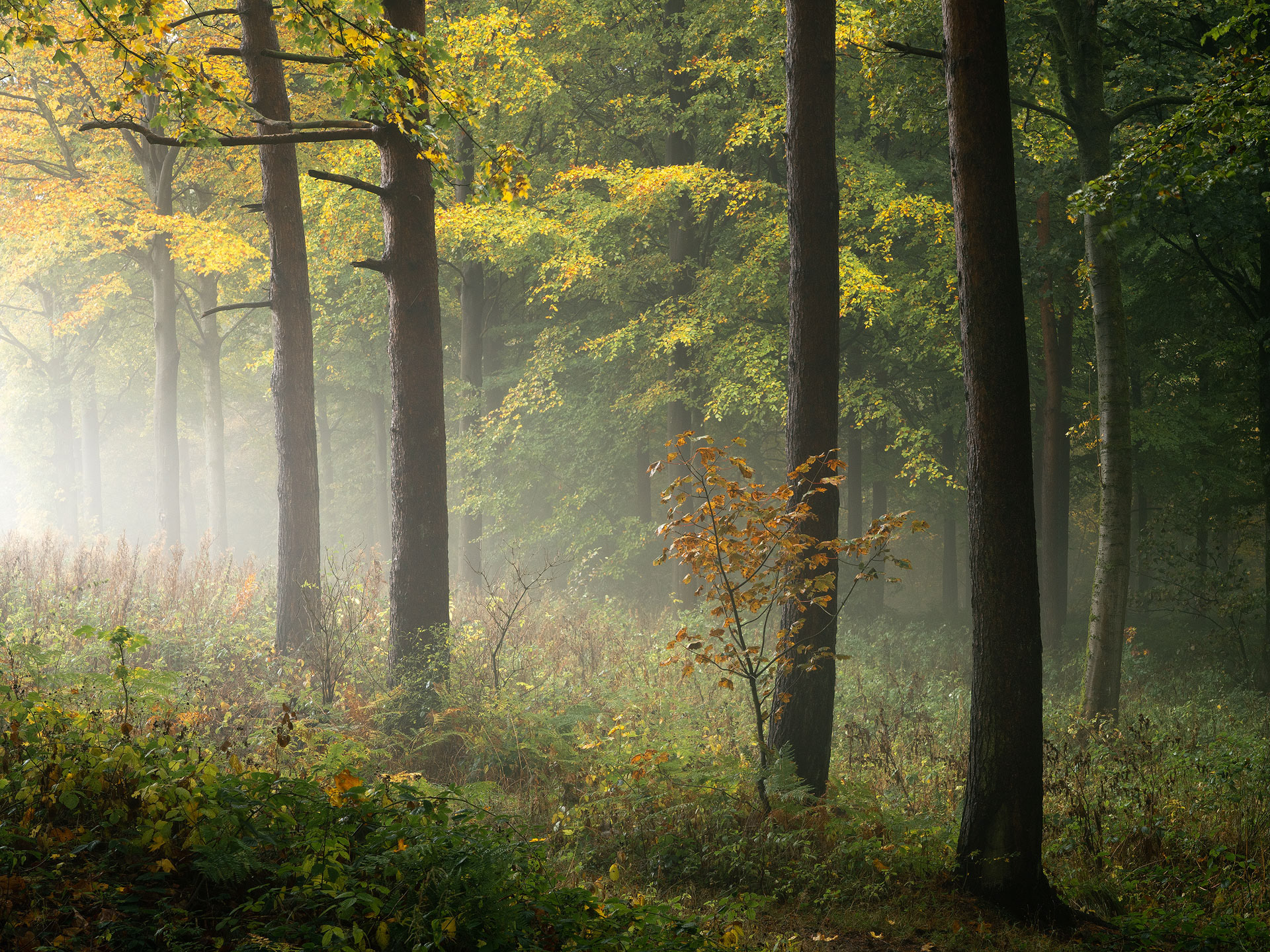 October - Chevin Forest Park