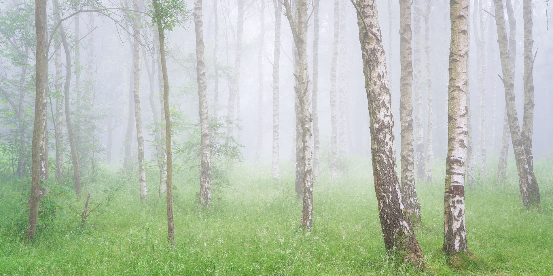 July - Chevin Forest Park