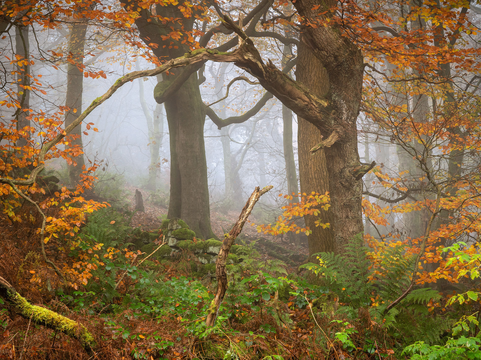 November - Chevin Forest Park