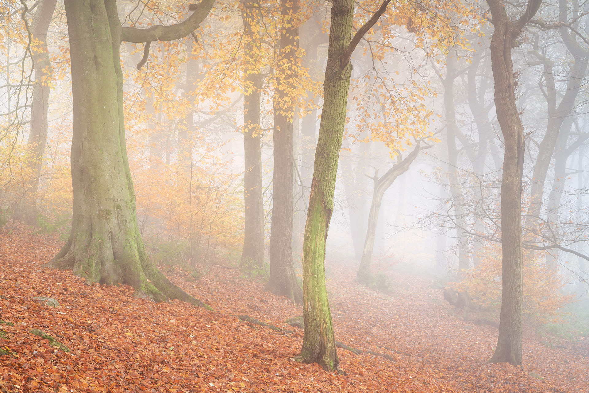 November - Chevin Forest Park