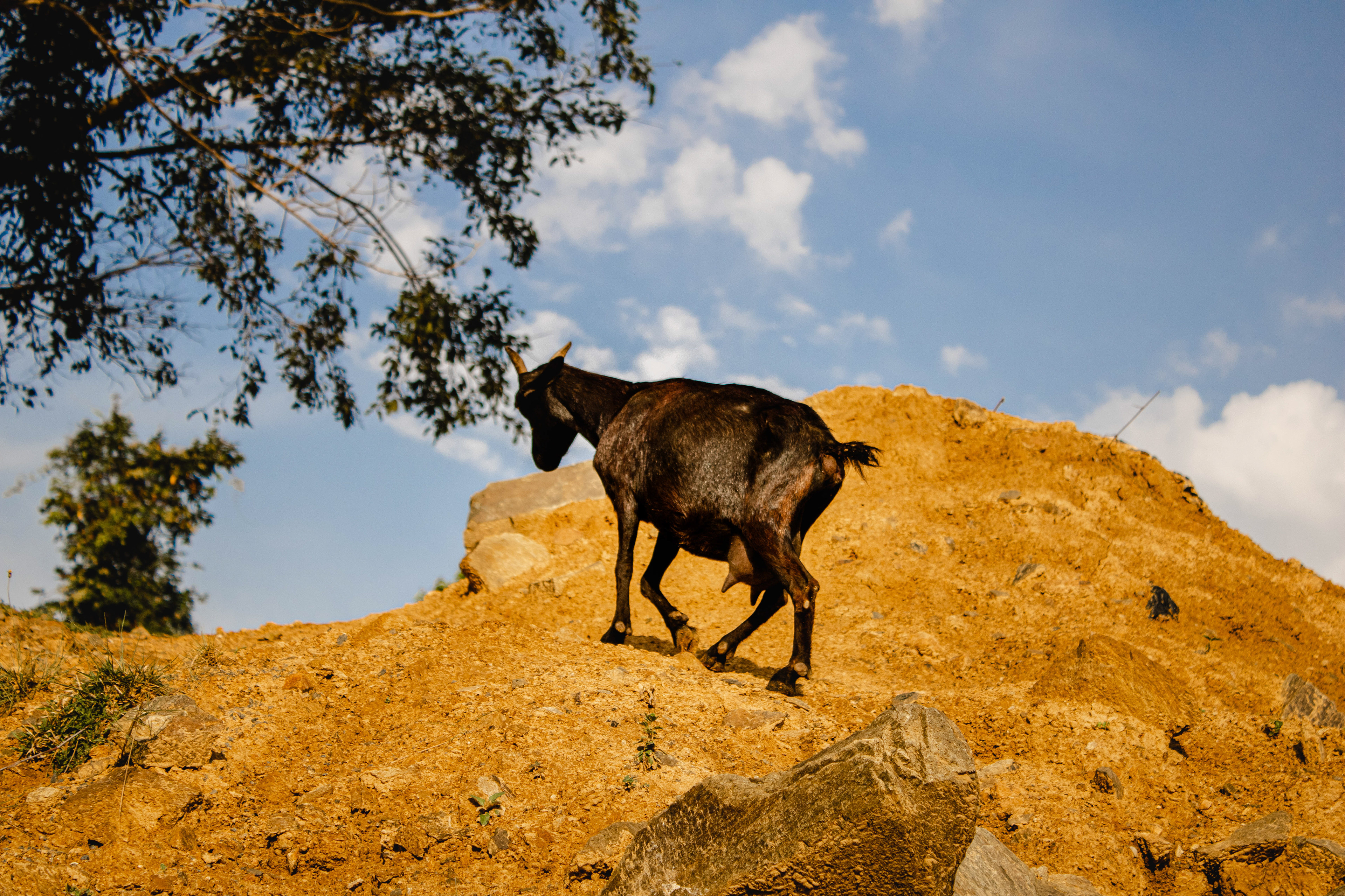 Goat hiking on the mountain