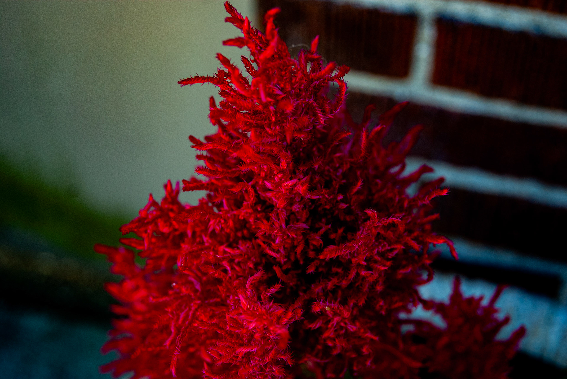 SONY DSC