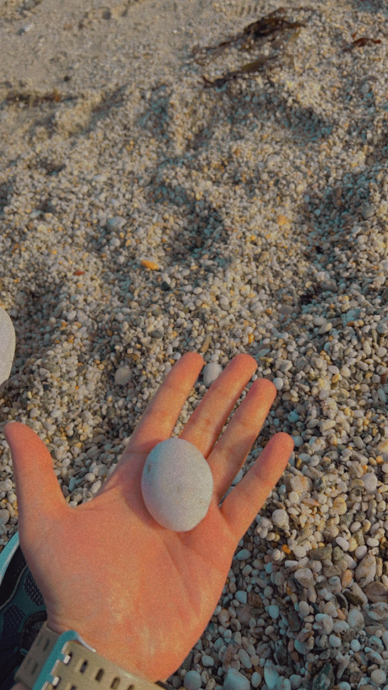 A souvenir from the swanpool beach